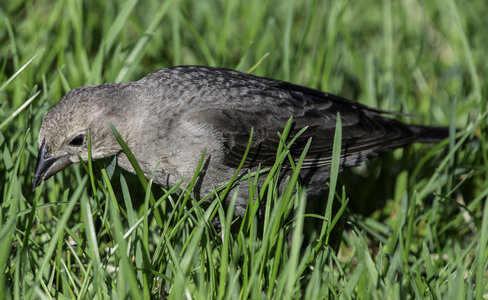 Townsend's Solitaire in the grass