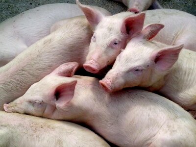 Domestic pigs 