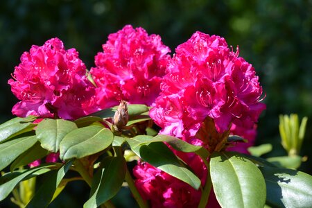 Evergreen shrub floral plant