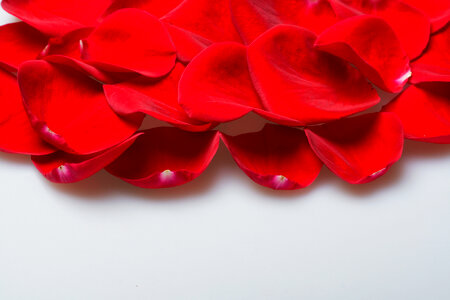 rose petals