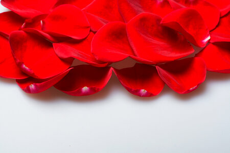 rose petals photo