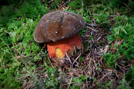 Thunder sponge boletus erythropus hat photo