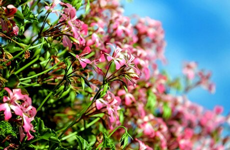Beautiful beautiful flowers blooming