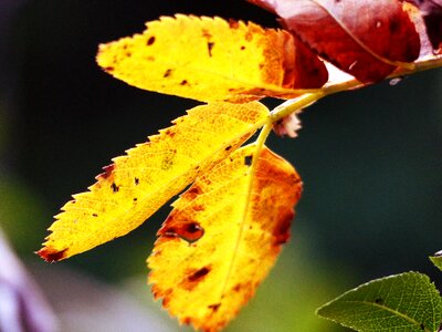 Colorful autumn nature photo