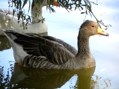 Lakes ponds water photo