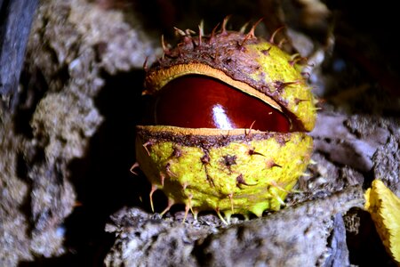 Autumn autumn season bark