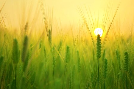 Agricultural agriculture barley