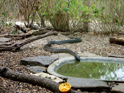 Drymarchon Couperi indigo snake photo
