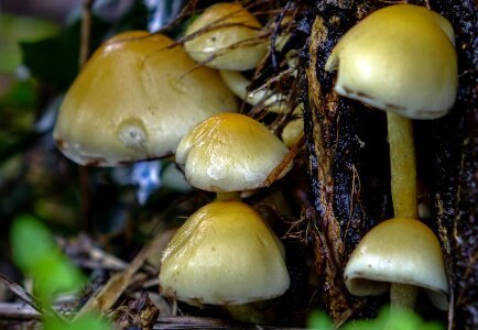 Delicious detail fungi photo