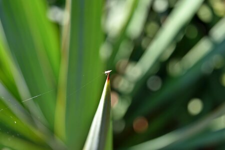 Thorn top beetle photo