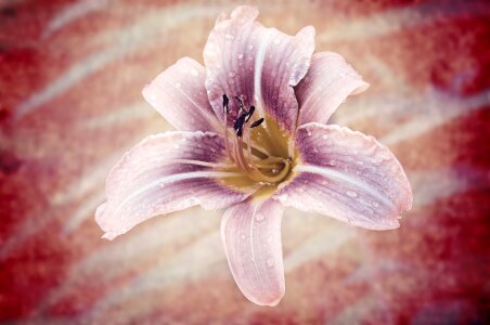Garden blossom bloom