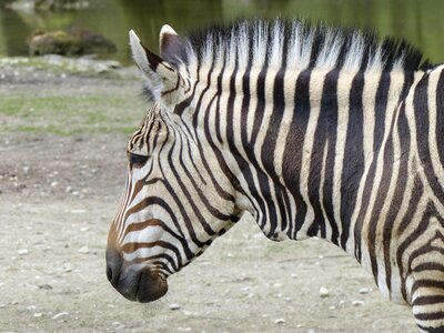 Mammal wildlife animal