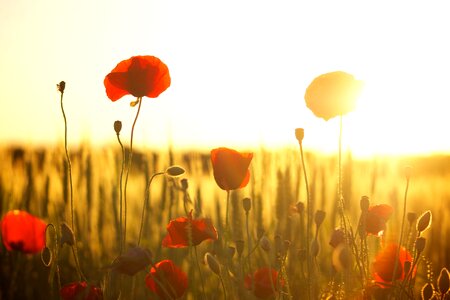 Bloom blossom field
