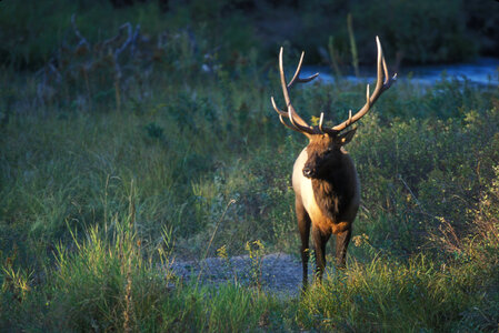 Elk standing in grassy field photo