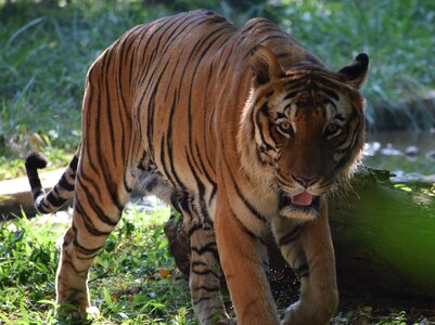 Bengal head indian photo