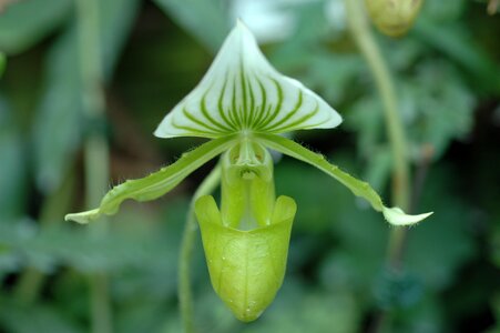 Flower green bloom