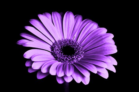 Nature purple flower floral