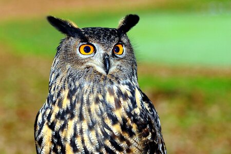 Animal barn owl beautiful photo