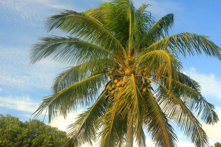 Plant tree palm leaves