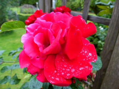 Dew drip romantic