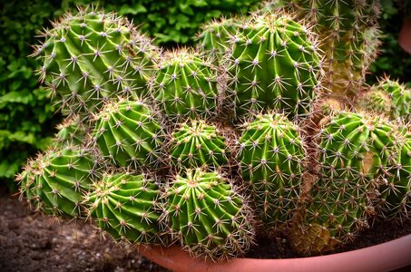 Cactus Echinocactus grusonii plant photo