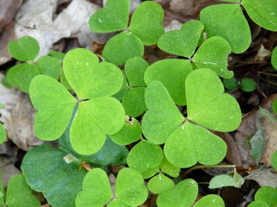 Sorrel oxalis forest photo