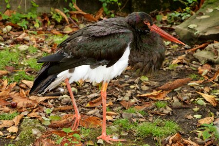 Animals stork black stork