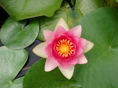 Nuphar lutea nuphar pink photo