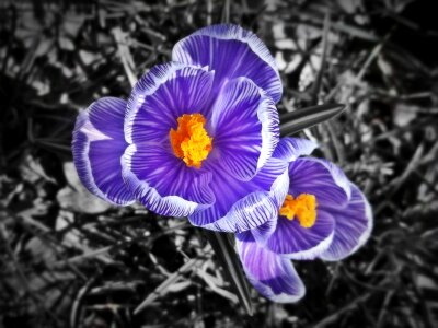 Spring flower blossom