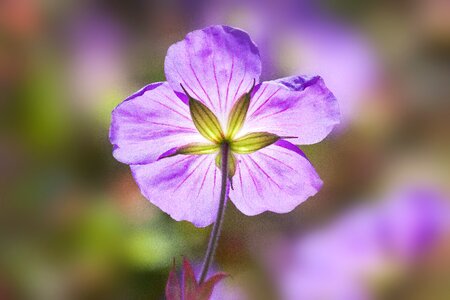 Flowers tender flower