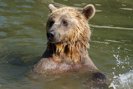 Animal animals brown bear photo