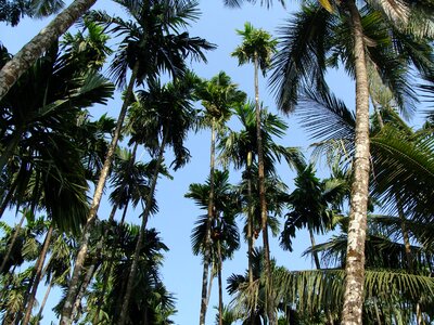 Plantation malnad uttar kannada