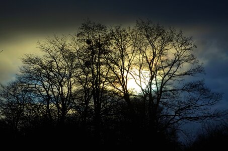 Branches cloudy dusk photo