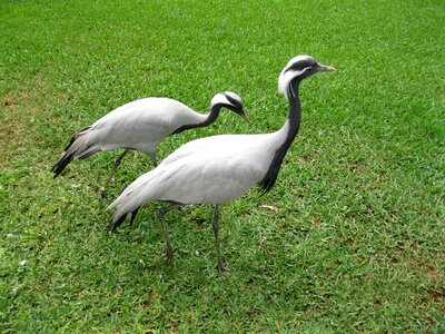 Nature plumage birds