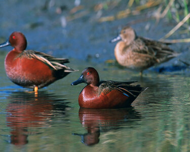 Cinnamon teals-1 photo