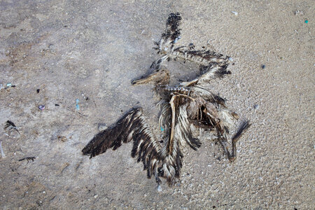 Nihoa Millerbird Translocation-6 photo