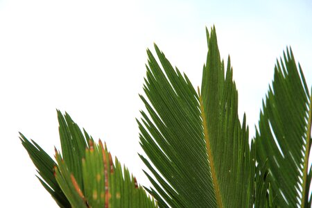 Plant green foliage