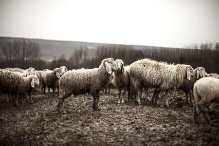 Herd agriculture farm photo