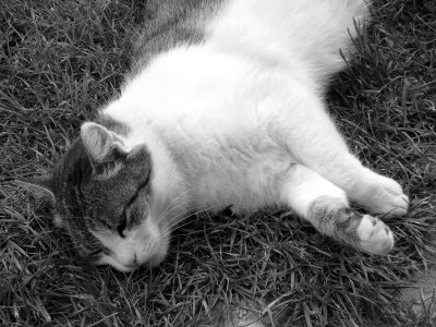 Relax grass black and white photo