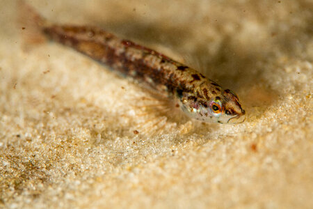Okaloosa darter-2