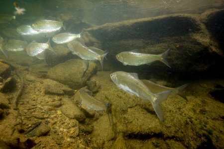  Alewife-1