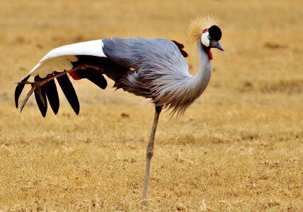 Serengeti national park wildlife nature