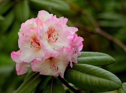 Rhododendron double flower tender photo