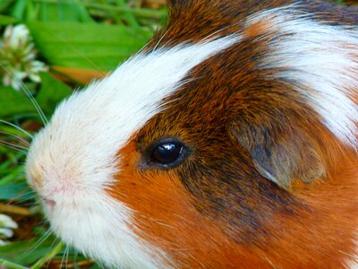 Caviidae rodent animal photo