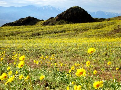 Wildflowers Death Valley National Park