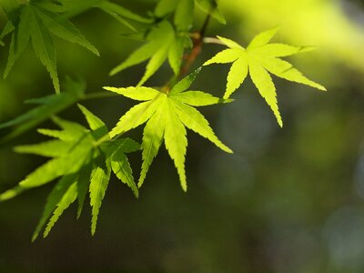 Japanese maple leaves foliage