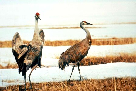 Bird couple crane