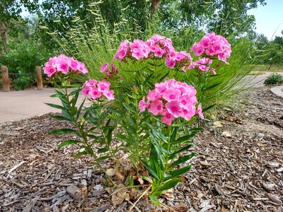 Shrub nature flora photo