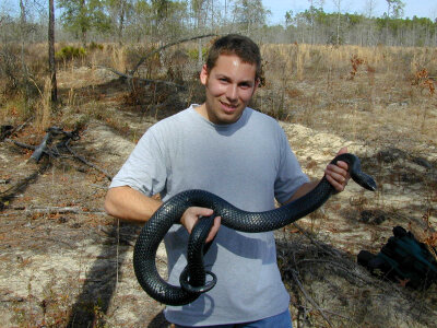 Service biologist holds a Eastern indigo snake photo
