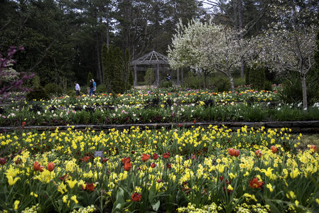Flower terraces in Duke Gardens in Durham, North Carolina photo